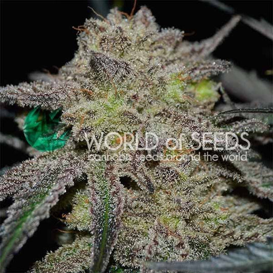 World of Seeds Tonic Ryder CBD Auto Feminised Seeds