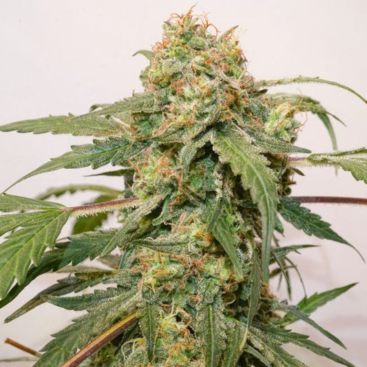 Dutch Passion Kerosene Krash Auto Feminised Seeds