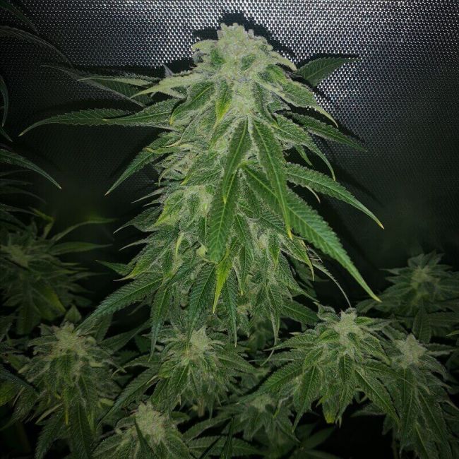 Philosopher Seeds Pure CBG Feminised Seeds