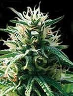 Blimburn Seeds Sweety Auto Feminised Seeds