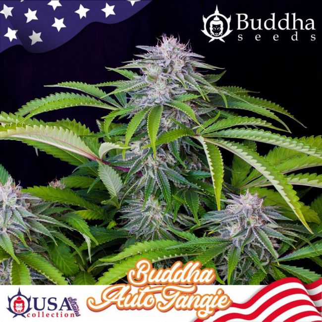 Buddha Seeds Buddha Tangie Auto Feminised Seeds