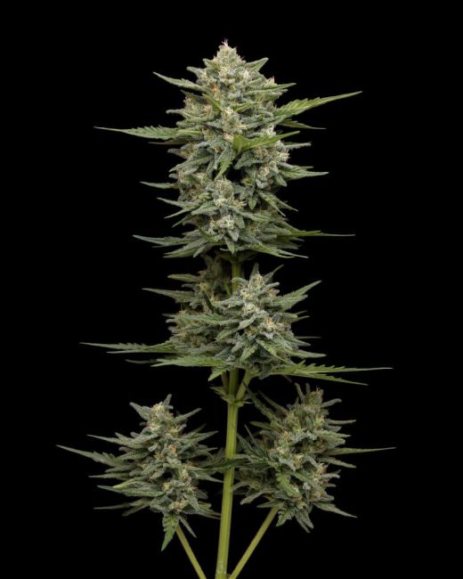 Humboldt Seed Co. Vanilla Latte Auto Feminised Seeds