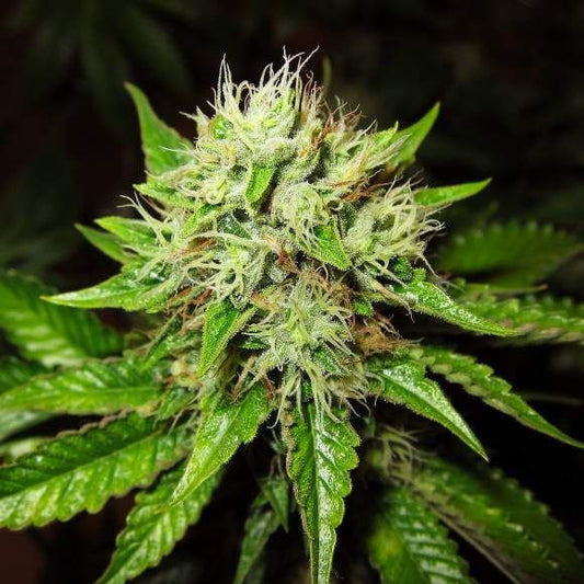 Nirvana Seeds Lithium OG Kush Auto Feminised Seeds