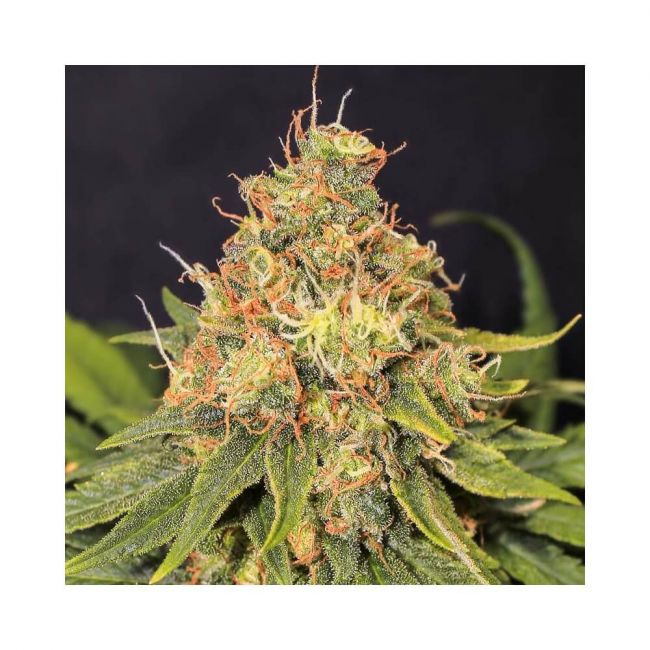 Eva Seeds Only CBD Feminised Seeds - 3+