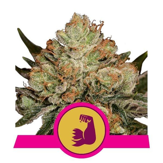 Royal Queen Seeds HulkBerry Feminised Seeds