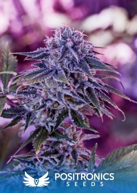 Positronic Seeds Blue Rhino Feminised Seeds