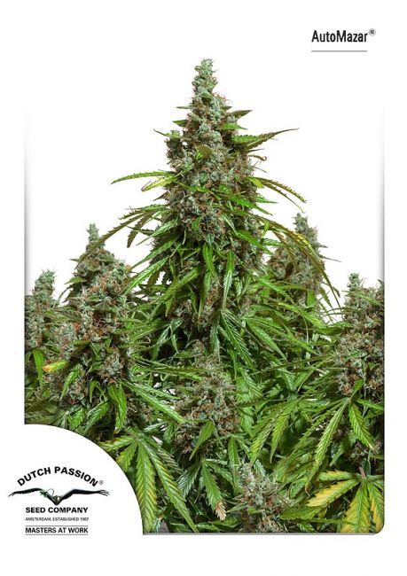 Dutch Passion Mazar Auto Feminised Seeds