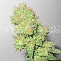 Medical Seeds Y Griega CBD Feminised Seeds