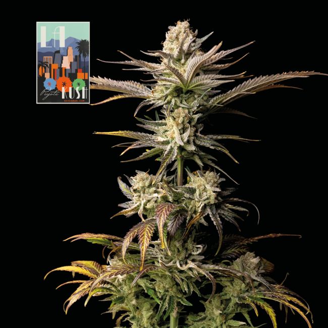 Seedsman L.A. Peyote Kush Feminised Seeds