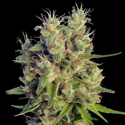 Ace Seeds Super Malawi Haze Feminised Seeds