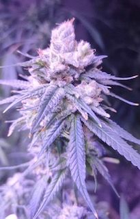 Lineage Genetics Gifted CBD Feminised Seeds