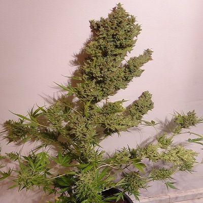 Ace Seeds Malawi x NL Auto Feminised Seeds