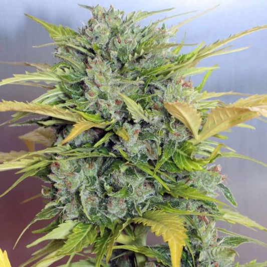 Serious Seeds AK 47 Auto Feminised Seeds