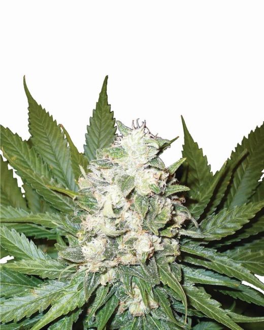 Nirvana Seeds Wonder Woman Auto Feminised Seeds