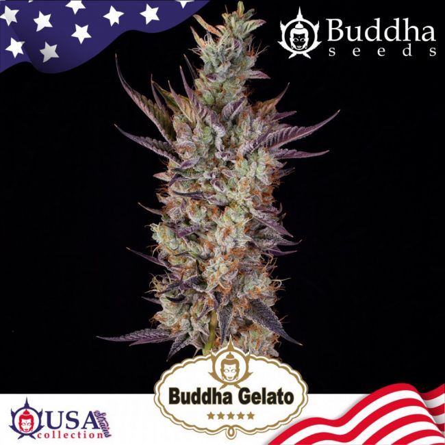 Buddha Seeds Buddha Gelato Feminised Seeds