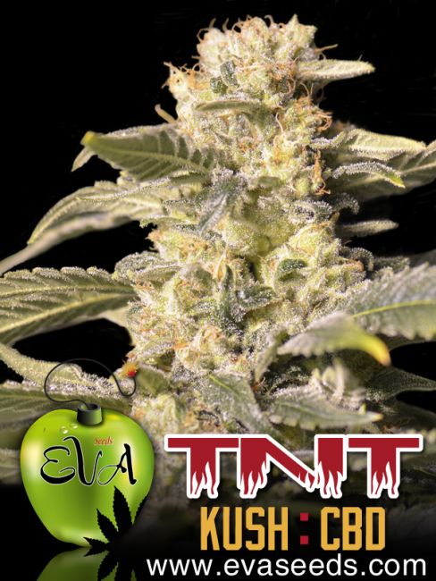 Eva Seeds TNT Kush CBD Feminised Seeds - 3+