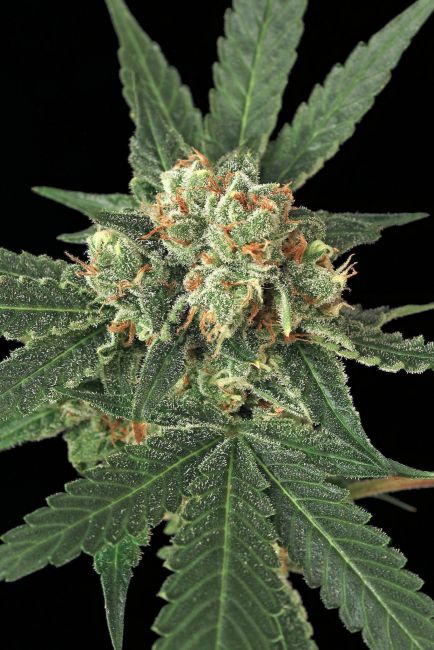 Exotic Seed Blue Monkey Feminised Seeds