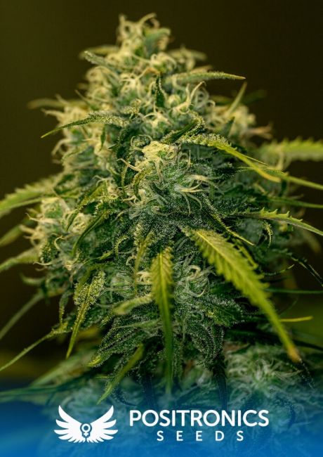 Positronic Seeds Jack Diesel CBD Feminised Seeds