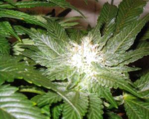 Kannabia Seeds La Blanca Feminised Seeds