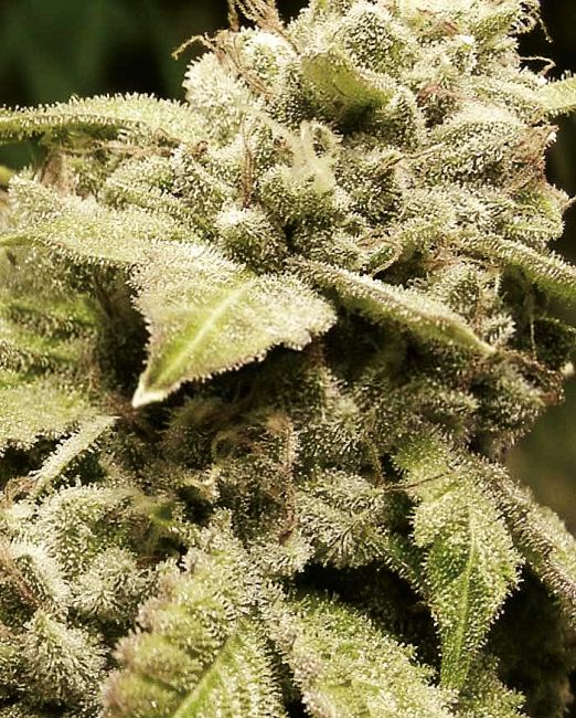 Expert Seeds Gorilla White Widow Feminised Seeds