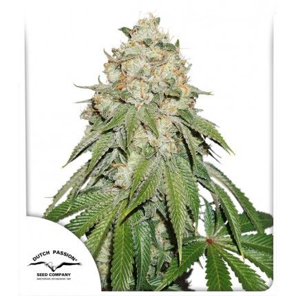 Dutch Passion Banana Blaze Feminised Seeds