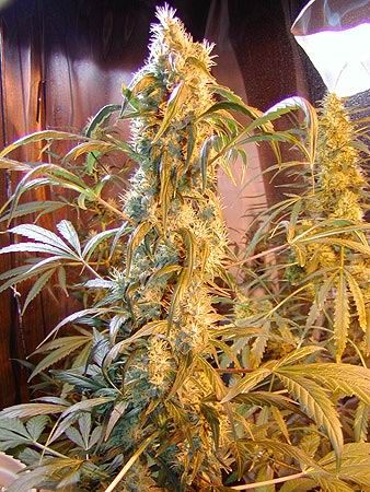 Mr Nice Seedbank Mango Widow Regular Seeds