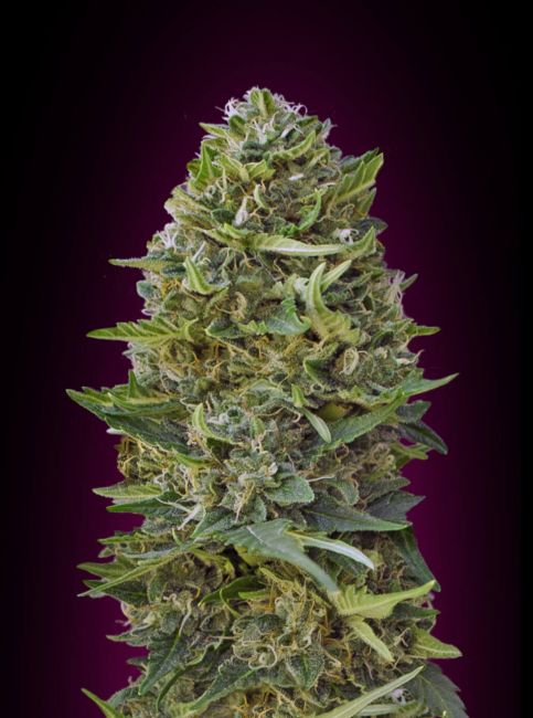 00 Seeds Caramel Kush Feminised Seeds