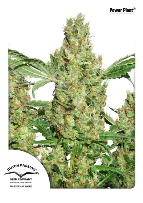 Dutch Passion Power Plant Feminised Seeds