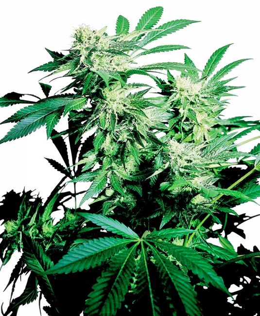 Sensi Seeds Skunk Kush Regular Seeds