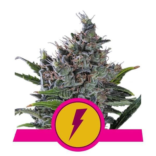 Royal Queen Seeds North Thunderfuck Feminised Seeds