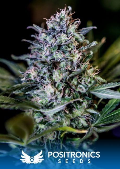 Positronic Seeds CBD 1:20 Feminised Seeds