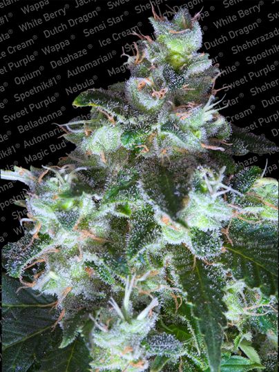 Paradise Seeds Original White Widow (IBL) Feminised Seeds