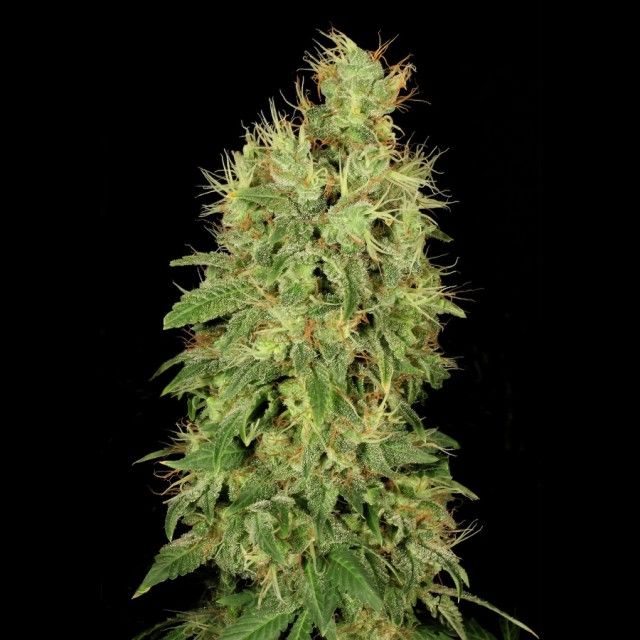 Serious Seeds Chronic CBD Feminised Seeds