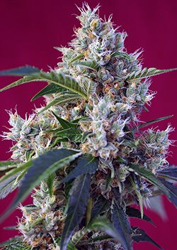 Sweet Seeds Indigo Berry Kush Feminised Seeds