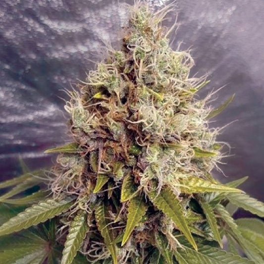 Garden Of Green Kush Mass Auto Feminised Seeds