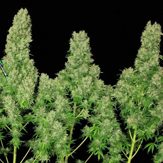 Serious Seeds White Russian Feminised Seeds