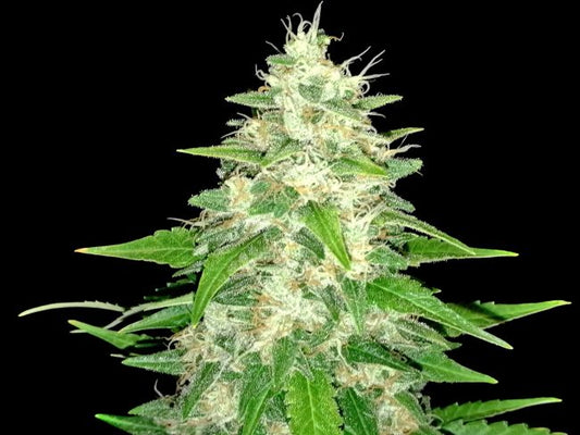 Lineage Genetics Gorilla Glue Feminised Seeds