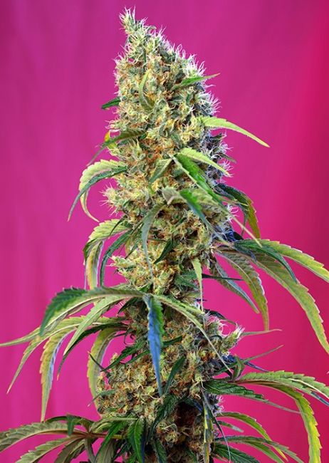 Sweet Seeds Black Jack CBD Feminised Seeds