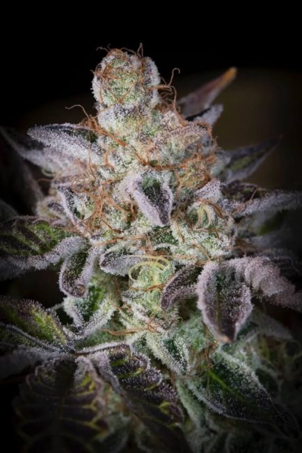 Paradise Seeds Sweetopia Feminised Seeds