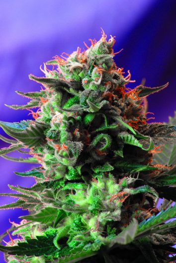 Sweet Seeds Jack 47 Feminised Seeds