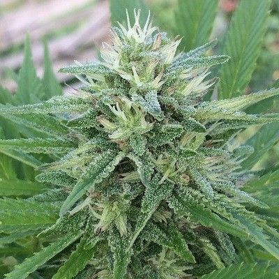 Ace Seeds Panama x Bangi Haze Feminised Seeds