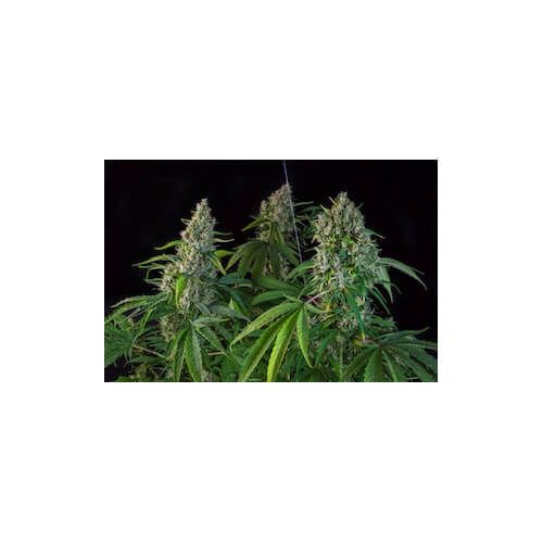 Super Sativa Seed Club Karel's Herer Haze Feminised Seeds