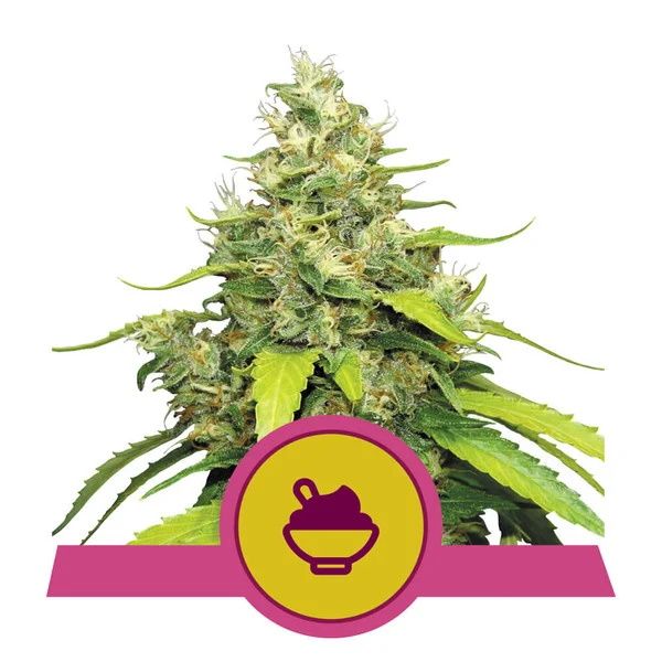 Royal Queen Seeds Blue Gelato Feminised Seeds