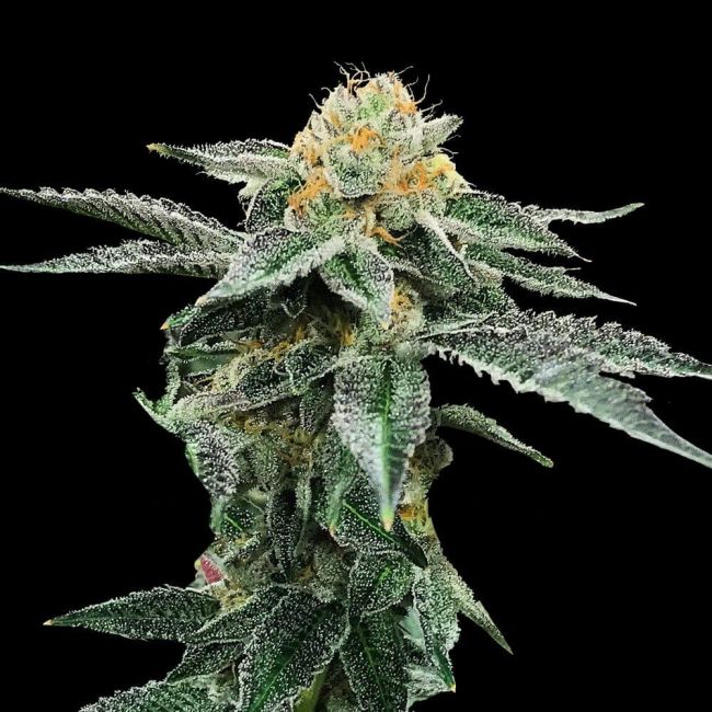 DNA Genetics Kosher Cookies Feminised Seeds