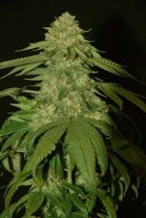 DNA Genetics Holy Grail Kush Feminised Seeds