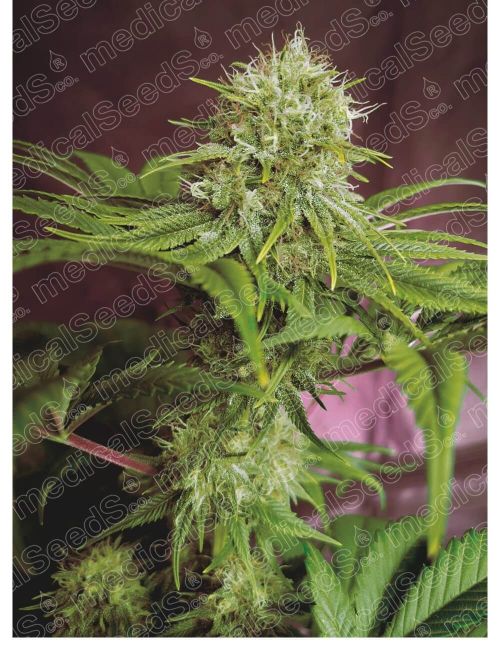 Medical Seeds Elixir Vitae CBD Feminised Seeds