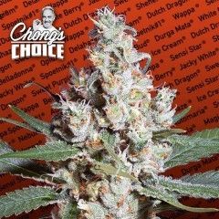 Paradise Seeds L.A. Amnesia Feminised Seeds