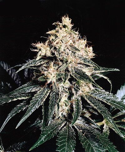 Mr Nice Seedbank Devil Regular Seeds