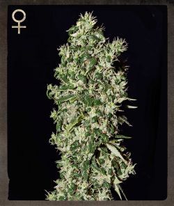 Greenhouse - Strain Hunters Big Tooth Feminised Seeds