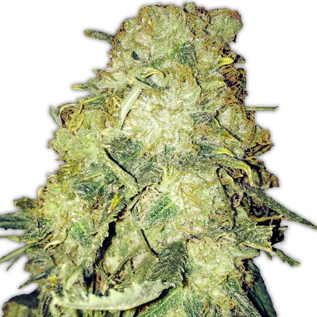 Heavyweight Seeds Goldmine Feminised Seeds